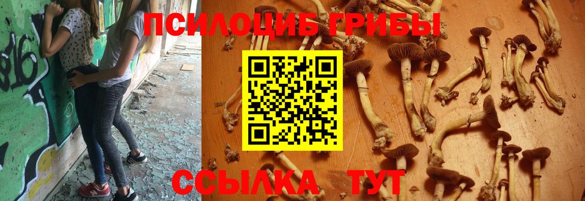 Омск  Псилоцибиновые грибы Cubensis  Вход с VPN  Галлюциногенные грибы мицелий 